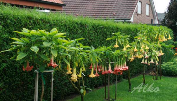 verschiedene Brugmansien