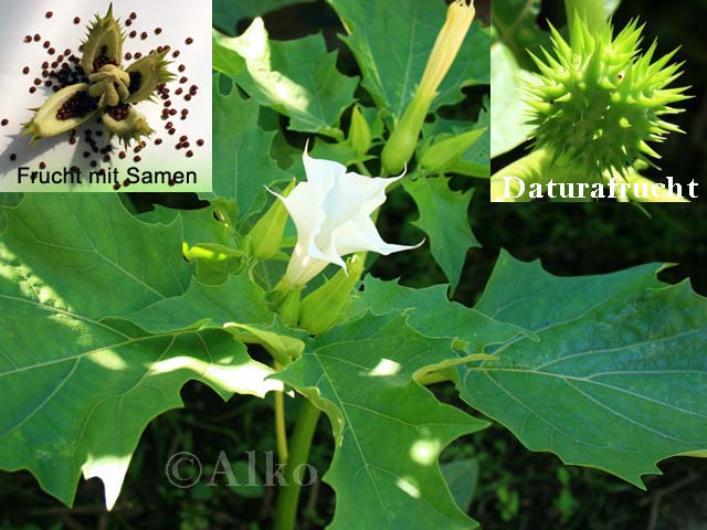 weißer Stechapfel / Frucht / Samen