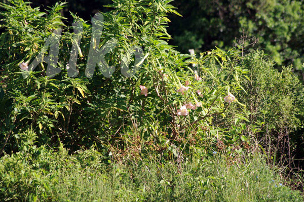 Engelstrompeten in der freien Natur