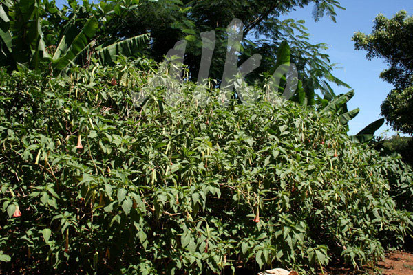 Engelstrompeten in der freien Natur