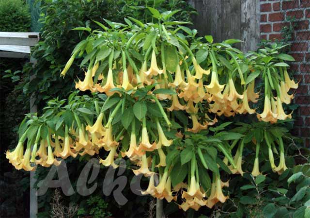 Vertreter der B.x cubensis