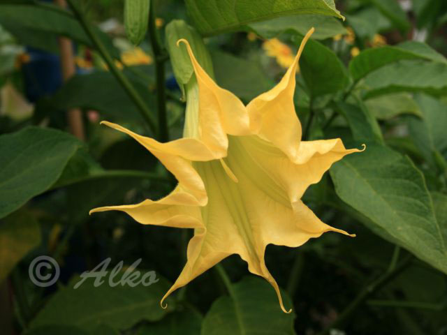 Blüte mit 8 Zipfeln B.suaveolens