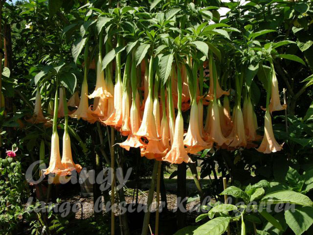 Blüten B.versicolor