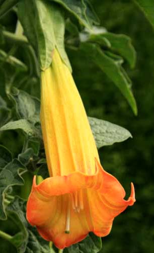 Blüte der B. sanguinea