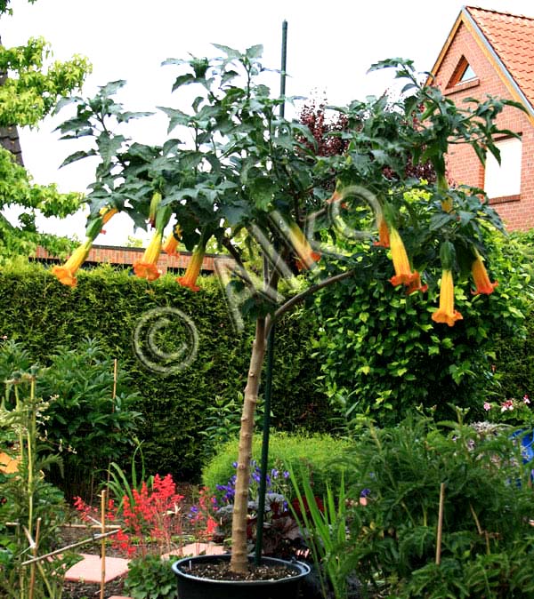 Pflanze der B. sanguinea