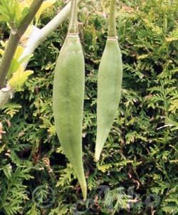 Frucht der B.suaveolens